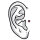 Dermal Anchor (Implantat) Am Ohr
